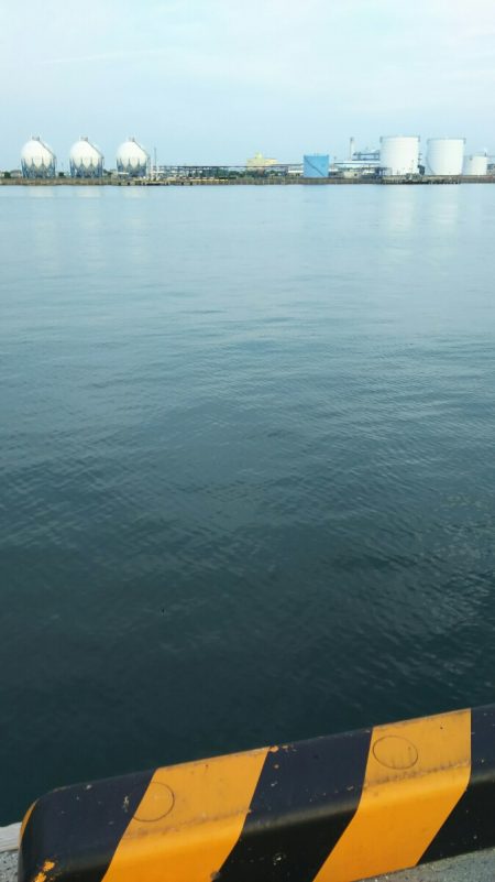 【新門司】タチウオ調査