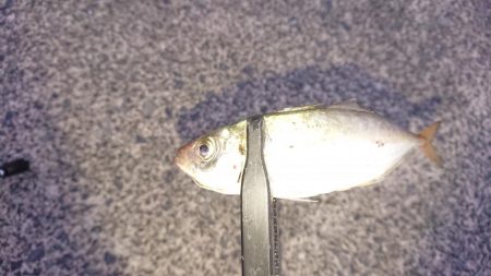 花火大会からのアジング♪