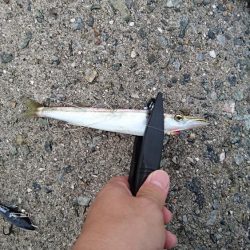 ジグサビキでカマス