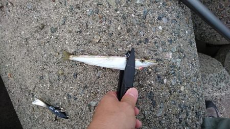 ジグサビキでカマス