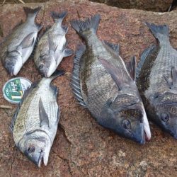 猛暑・海の日・チヌ