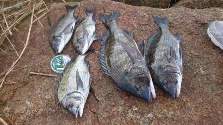 猛暑・海の日・チヌ