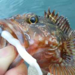 アジとカサゴがつれました。