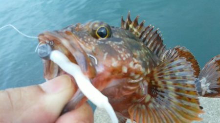 アジとカサゴがつれました。