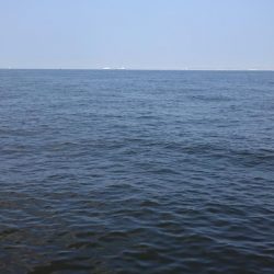 アジング&タコ情報