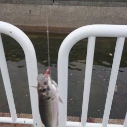 台風前にサゴシ&アジ