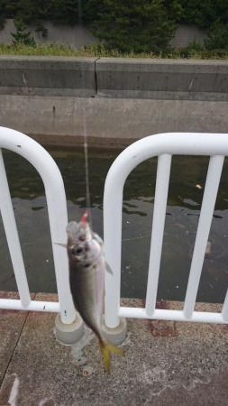 台風前にサゴシ&アジ