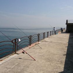 リベンジ夏キス釣行