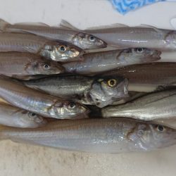 キス釣りも回復の兆し