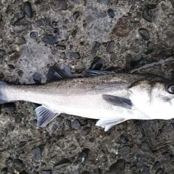 シーバスフィッシング