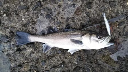 シーバスフィッシング