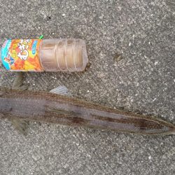 ワインド、LSJ釣果