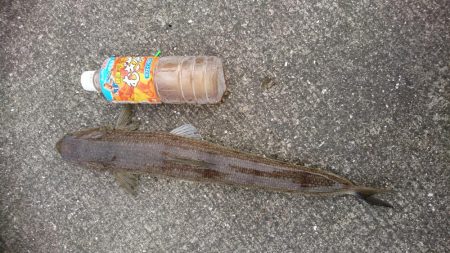 ワインド、LSJ釣果