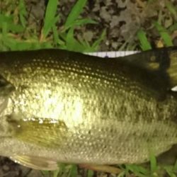 今日もカバーにピッタリ