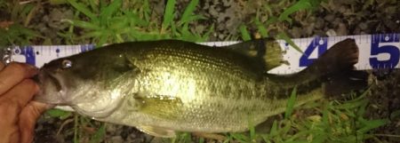 今日もカバーにピッタリ