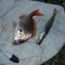 志筑川護岸でキス狙い