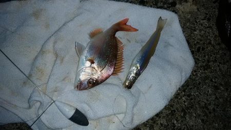 志筑川護岸でキス狙い