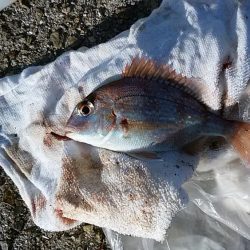 浦港でキス狙い