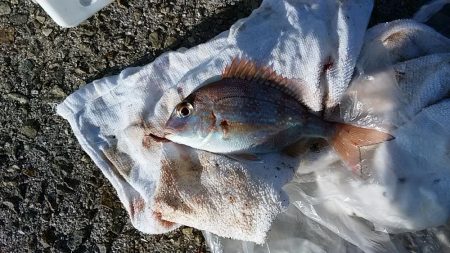 浦港でキス狙い