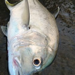 強風が収まり17日ぶりの釣果