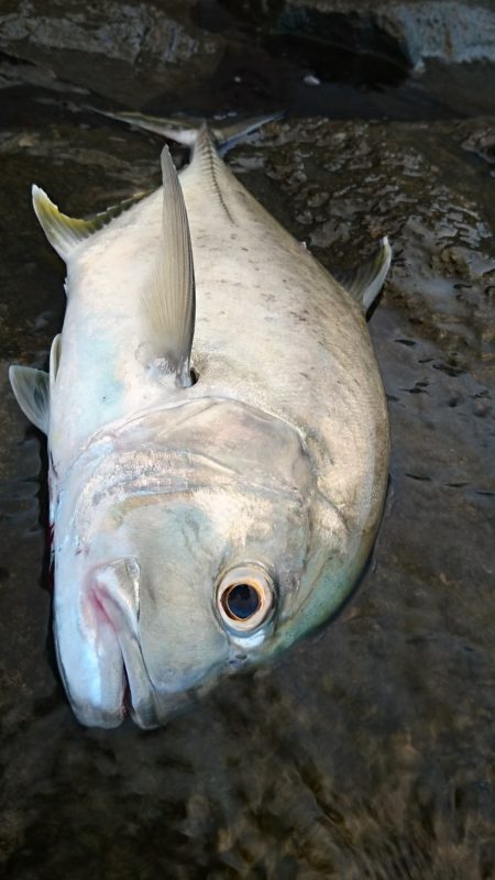 強風が収まり17日ぶりの釣果