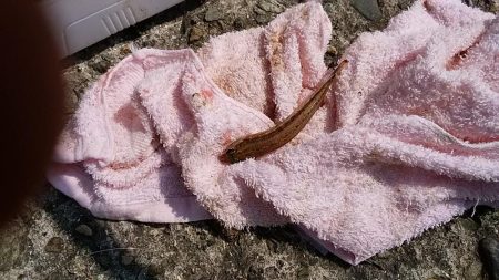 播磨新島へキス釣査