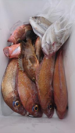 遊漁船110番 釣果