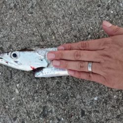 メートル超えならず