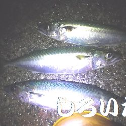 大サバ、爆釣モード突入か?