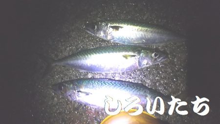 大サバ、爆釣モード突入か?