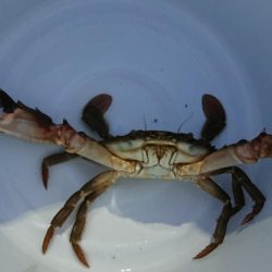 【若松】カニ調査