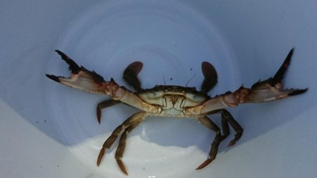 【若松】カニ調査