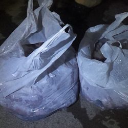 やっとキタ~ 山陰名物白イカ