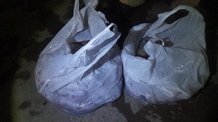 やっとキタ~ 山陰名物白イカ