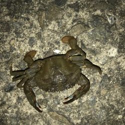 エイの大群！part2