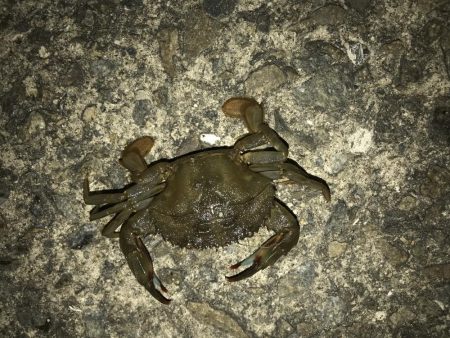 エイの大群！part2