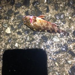 小魚