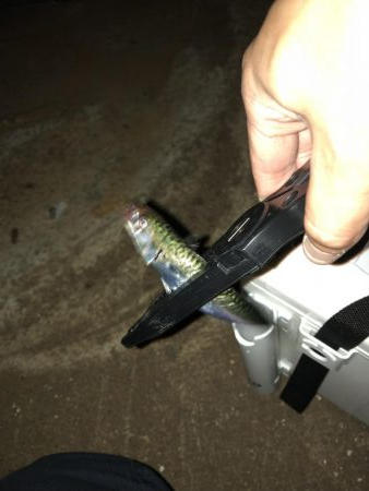 姫路豆アジング