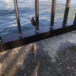 豆アジじゃなくてガシラ大量発生