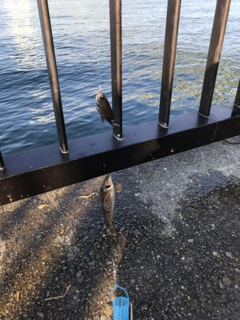 豆アジじゃなくてガシラ大量発生