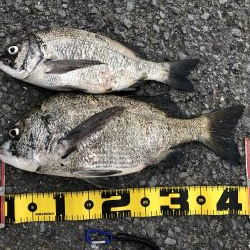 夏だー！岸壁ジギングだー！