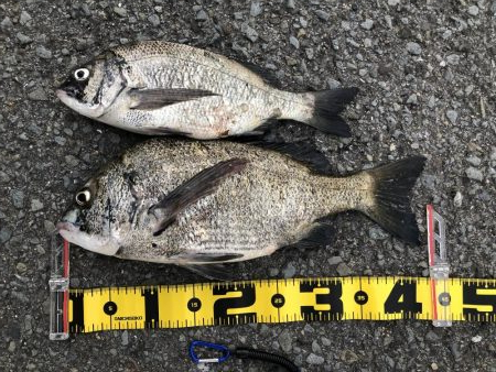 夏だー！岸壁ジギングだー！