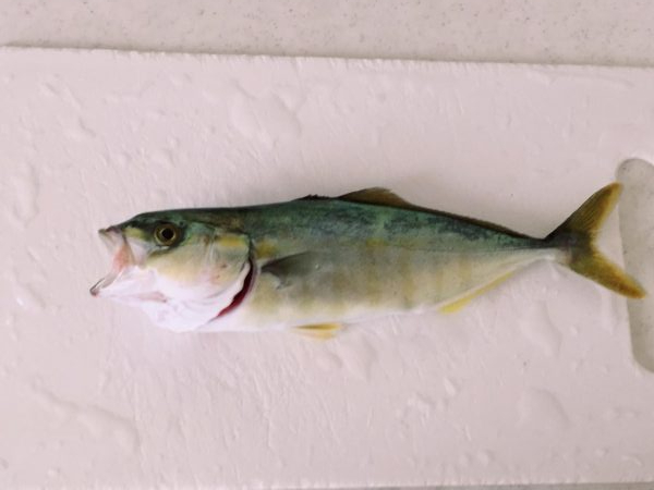 朝マヅメから昼まで