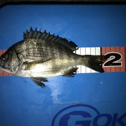 豊洲周辺 ヘチ釣り フッコ、カイズ