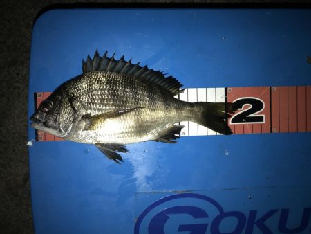 豊洲周辺 ヘチ釣り フッコ、カイズ