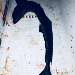 志布志沖堤防太刀魚