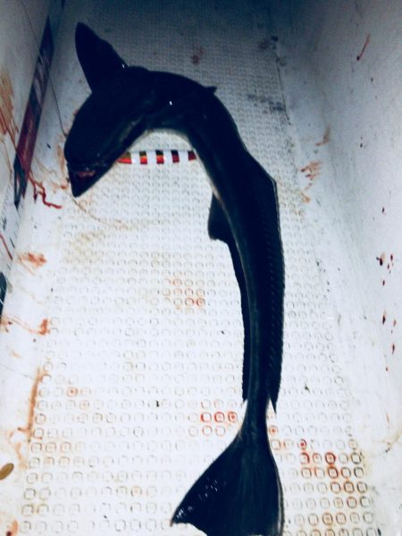 志布志沖堤防太刀魚