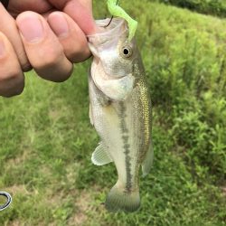 吉野川の子バス釣り