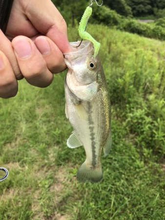 吉野川の子バス釣り