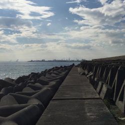 サワラのベイビーpart2